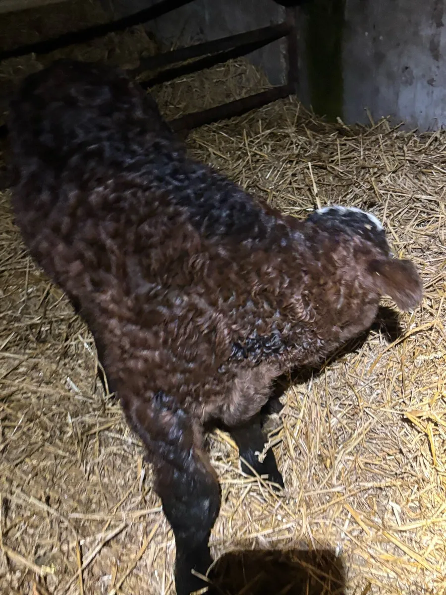 Young limousine bull beef bred calf. - Image 3