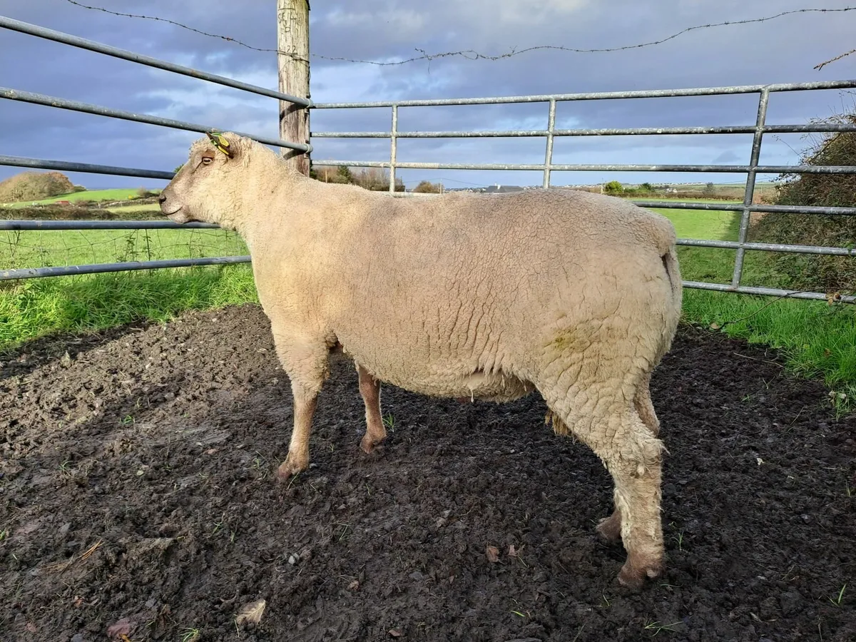 Vendeen Ram (Hogget) for sale - Image 1