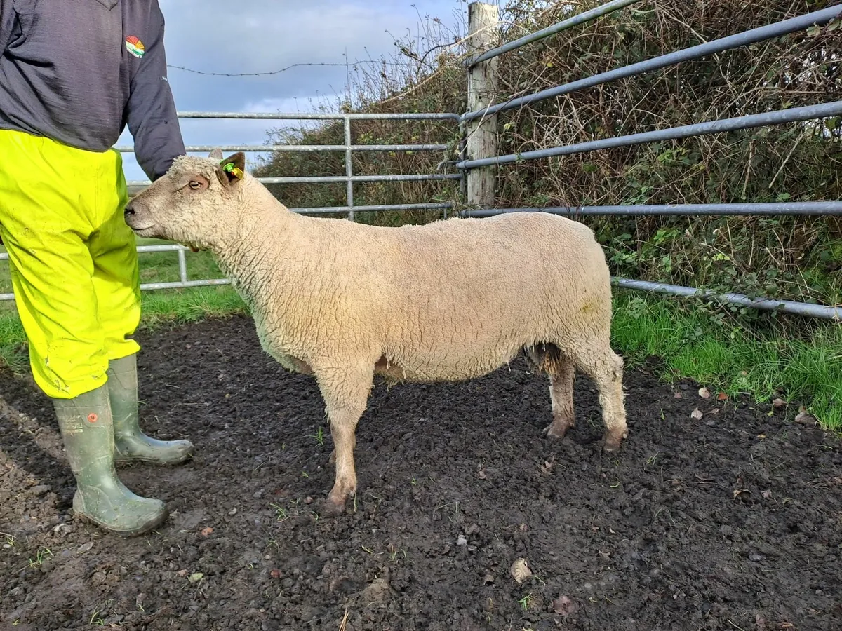 Vendeen Ram (Hogget) for sale - Image 2