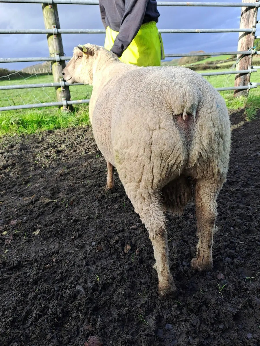 Vendeen Ram (Hogget) for sale - Image 3
