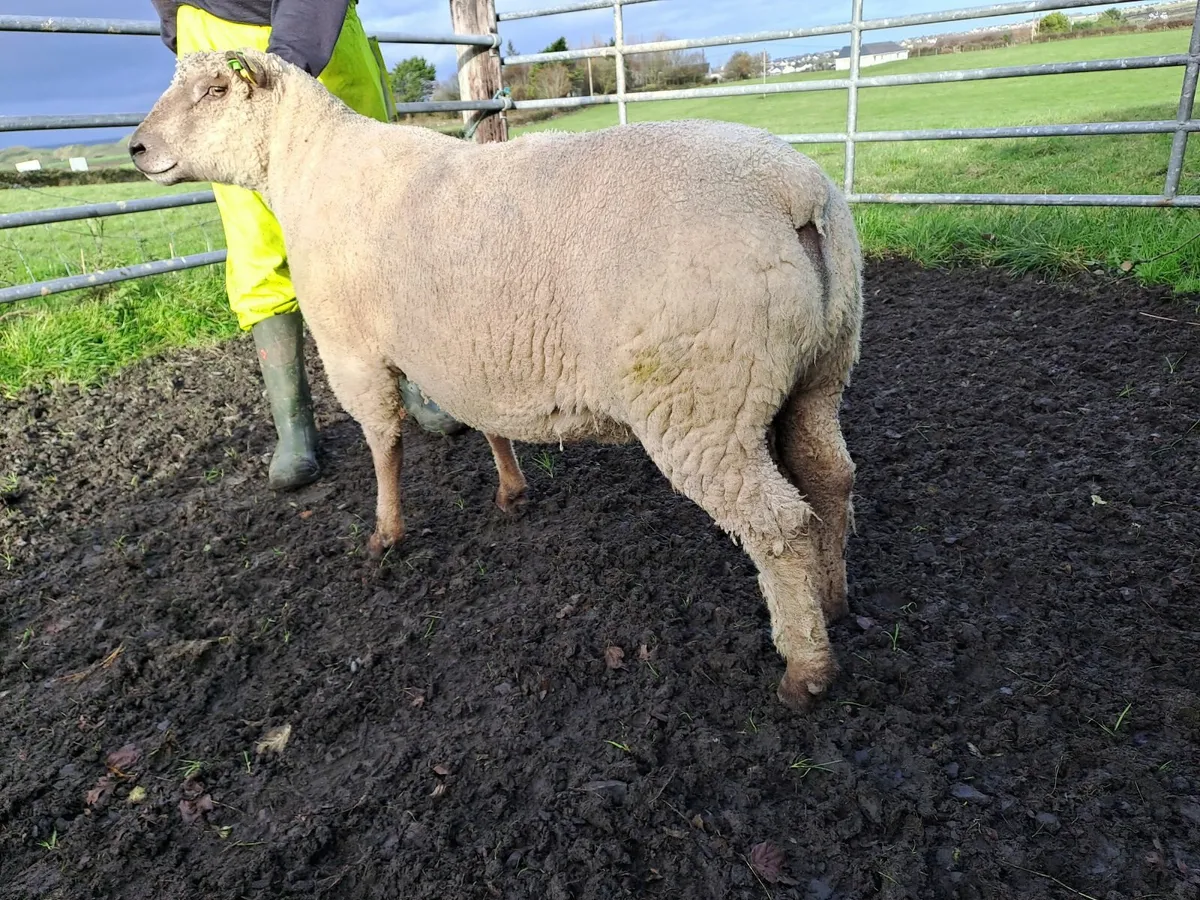 Vendeen Ram (Hogget) for sale - Image 4