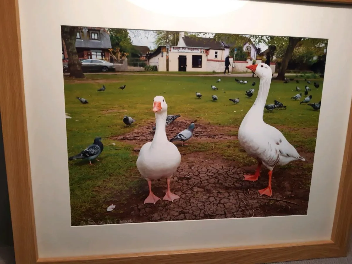 The Lough, Cork - Image 4