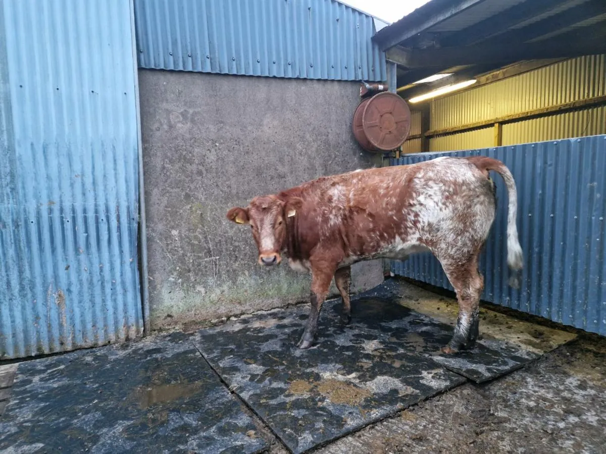 Roan Heifer 5 star genotype - Image 2