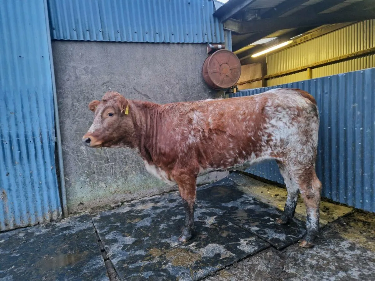 Roan Heifer 5 star genotype - Image 1