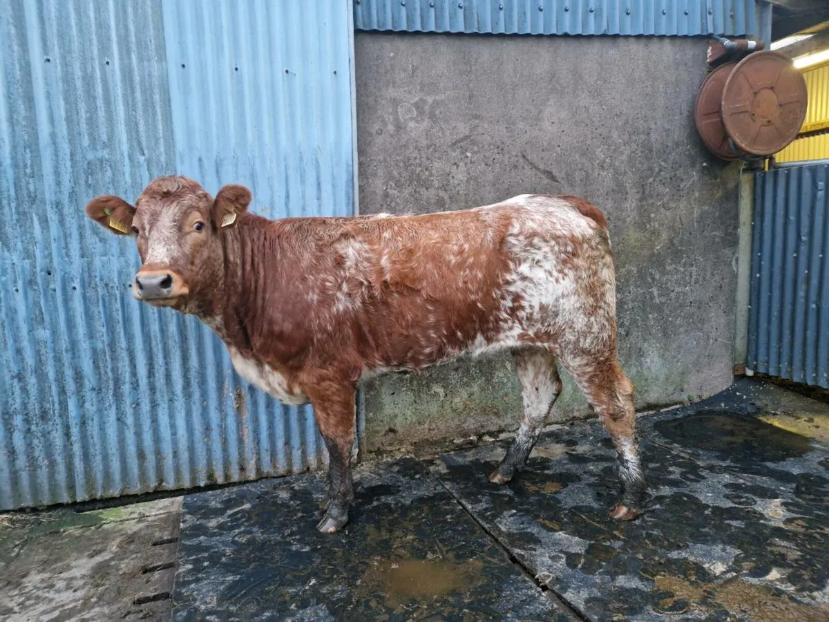 Roan Heifer 5 star genotype - Image 3