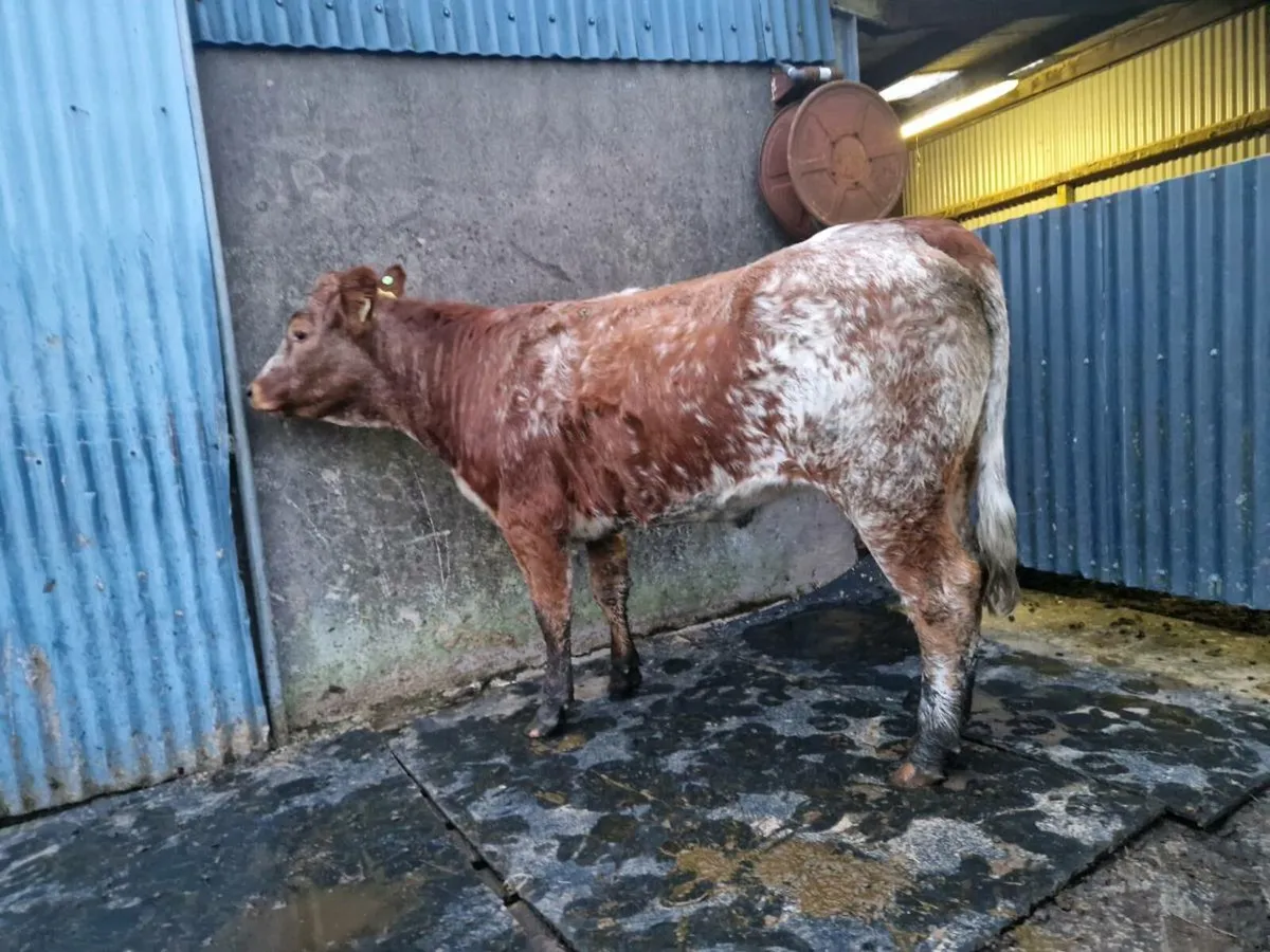 Roan Heifer 5 star genotype - Image 4