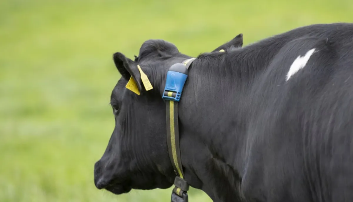 SenseHub (MSD) Collars Wanted - Image 2