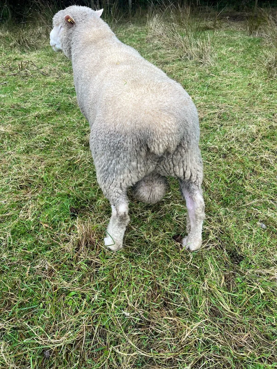 Dorset ram - Image 2