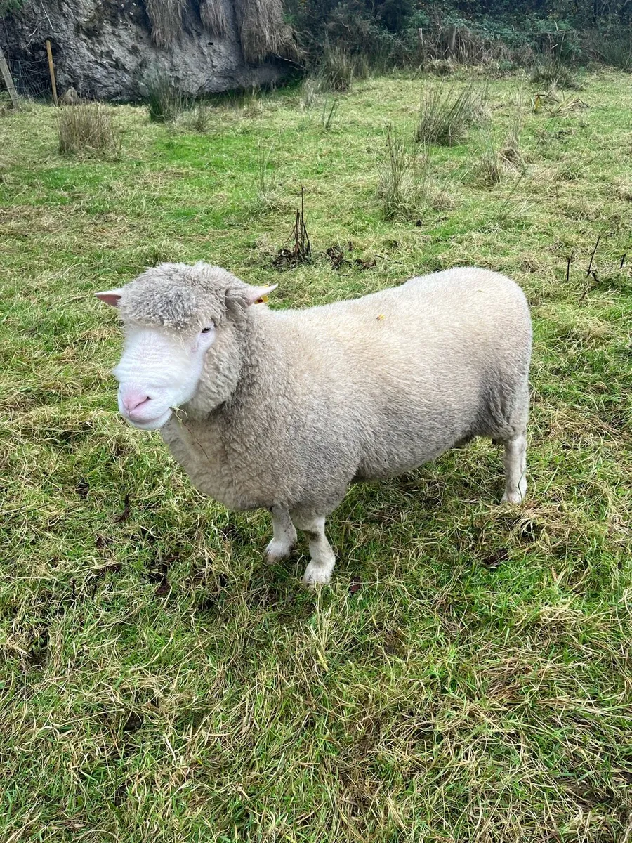 Dorset ram - Image 1