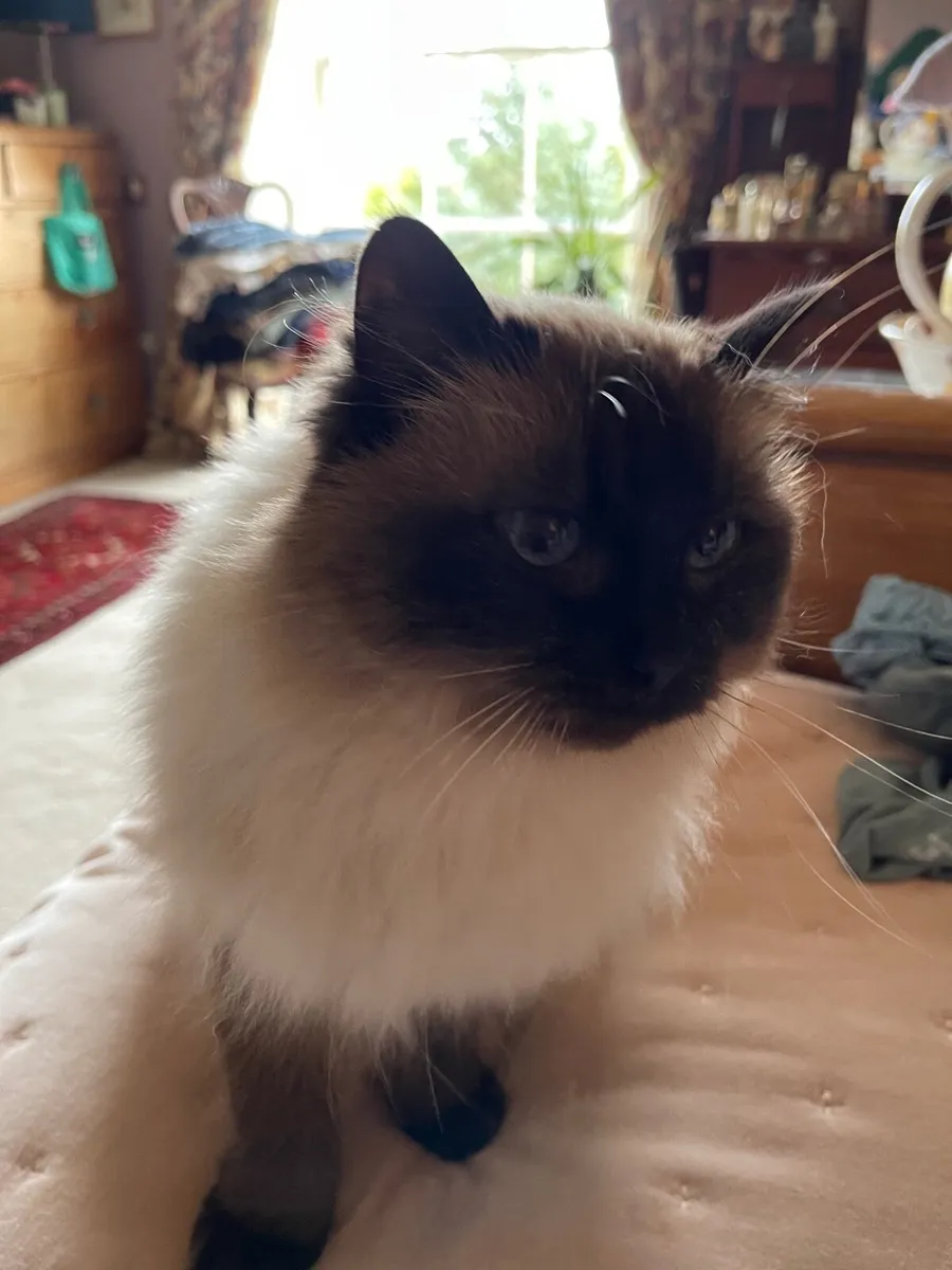 2 Pedigree ragdoll adult cats - Image 1