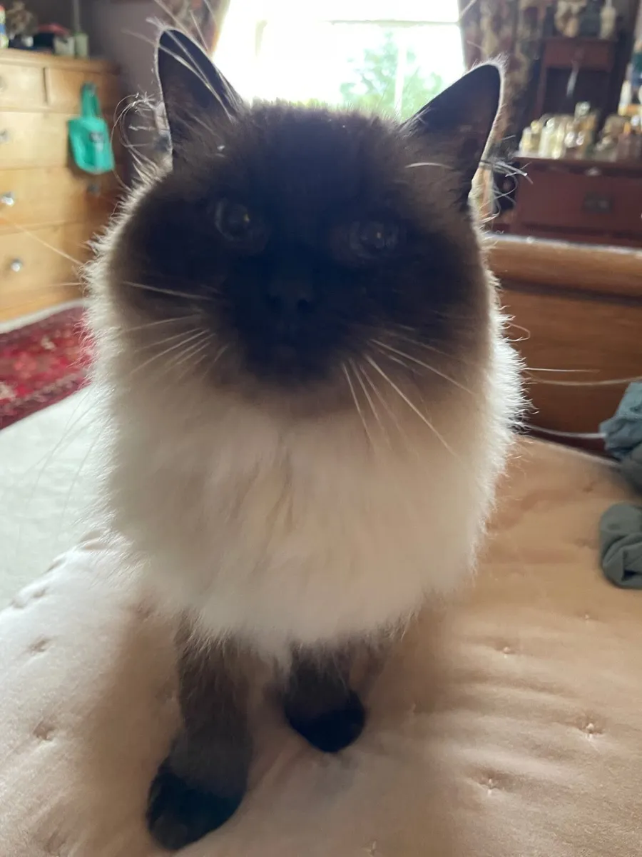 2 Pedigree ragdoll adult cats - Image 2