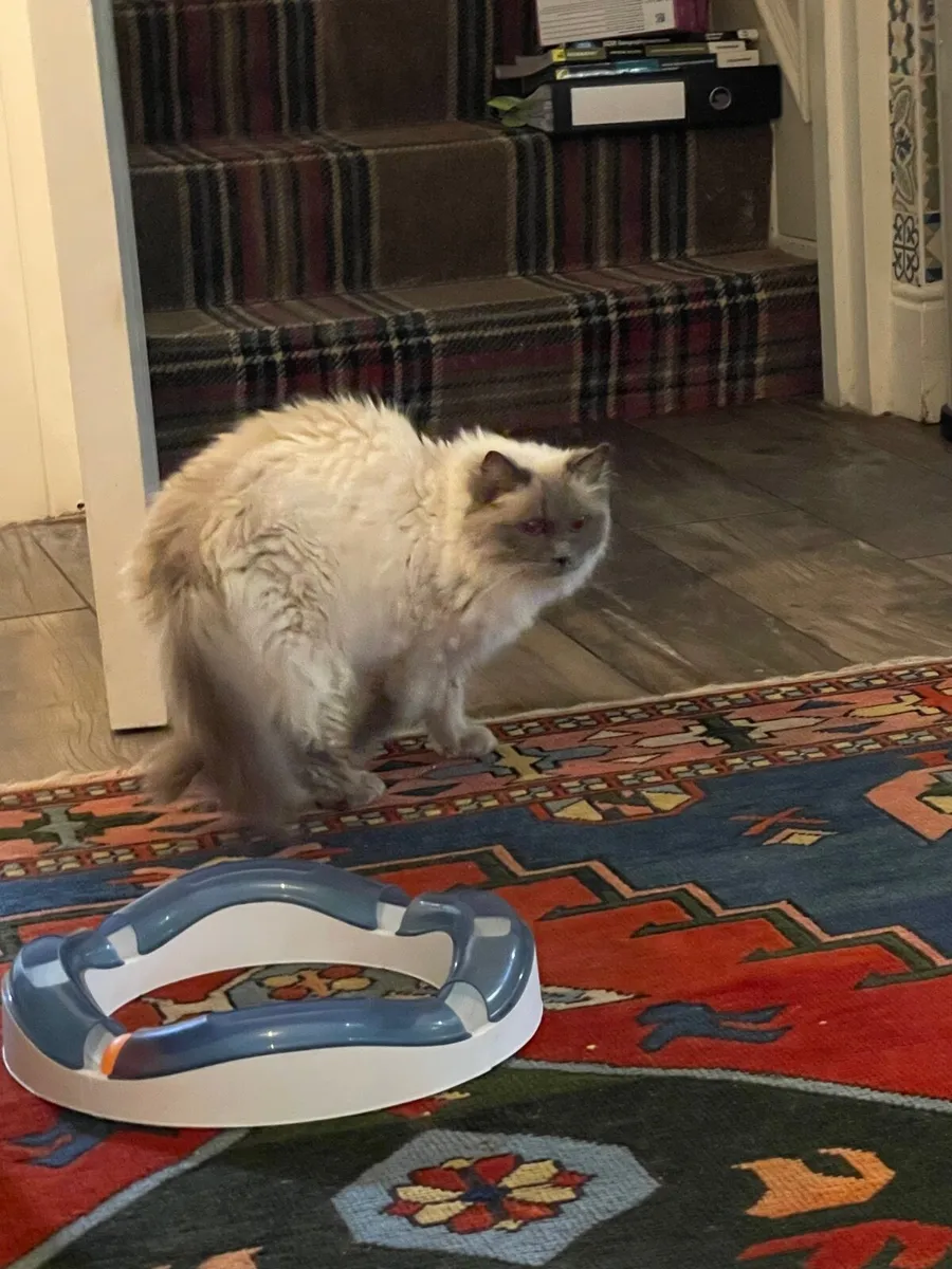 2 Pedigree ragdoll adult cats - Image 3