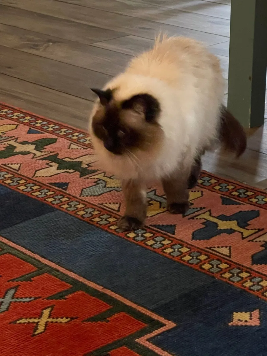 2 Pedigree ragdoll adult cats - Image 4