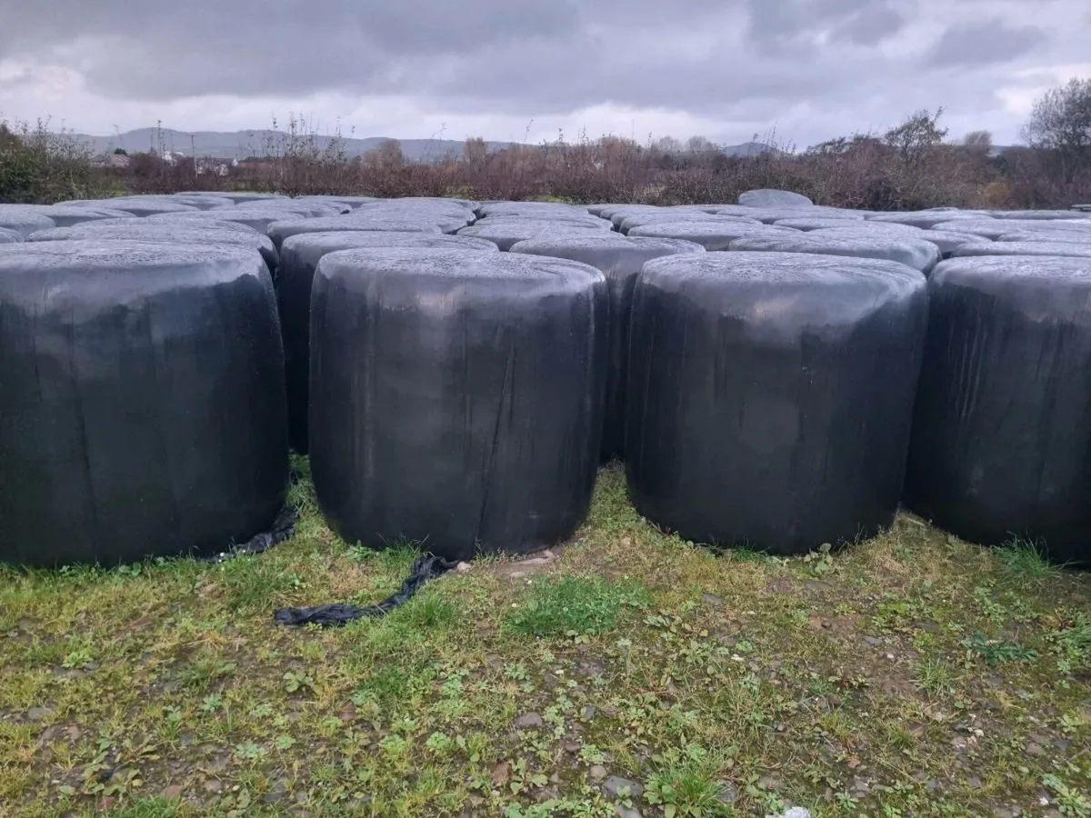 Round bales of silage - Image 1
