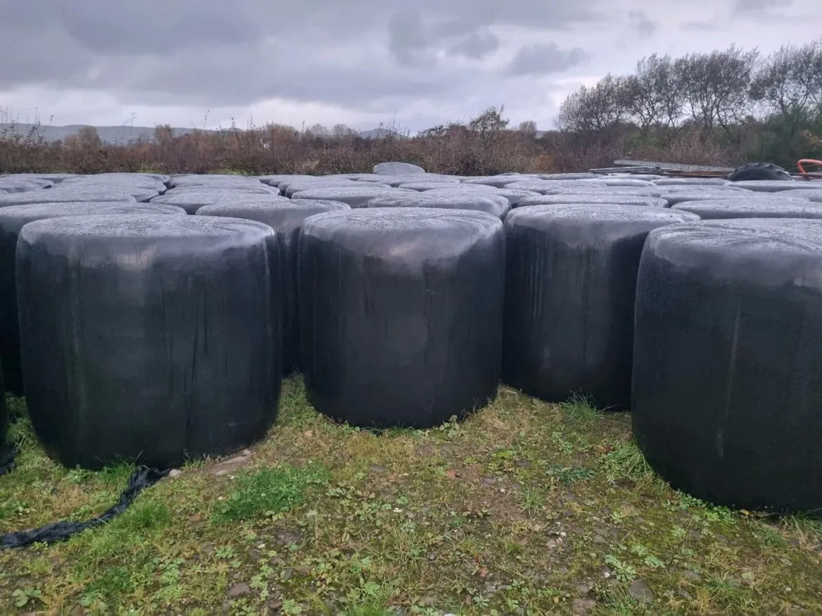 Round bales of silage - Image 2