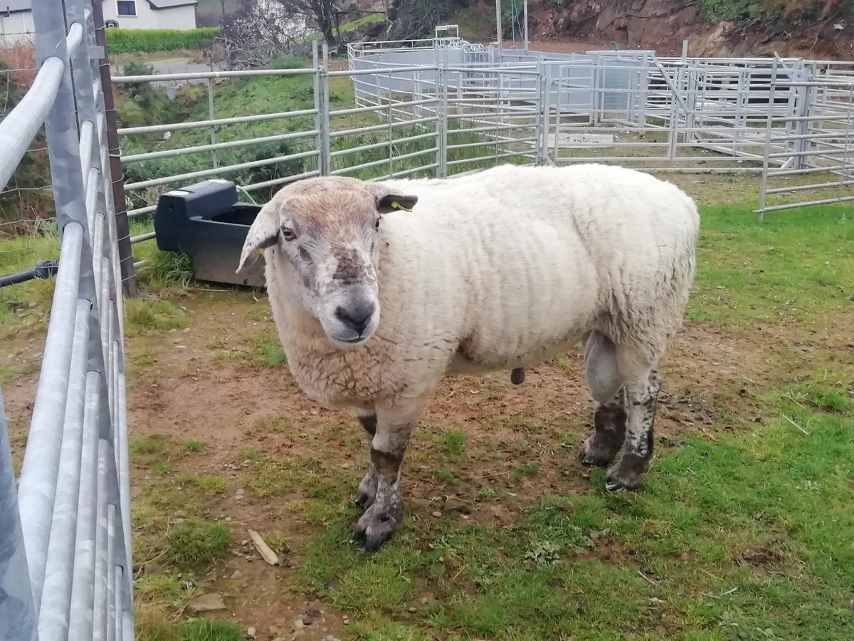 Ram For Sale - Image 1