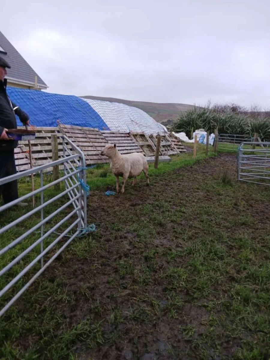 Purebred charlollais hoggat ram S.I.S approved - Image 1