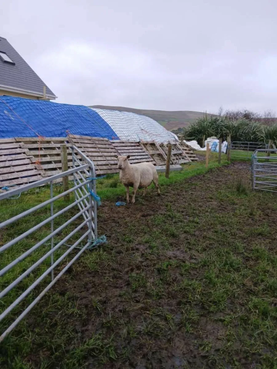 Purebred charlollais hoggat ram S.I.S approved - Image 2