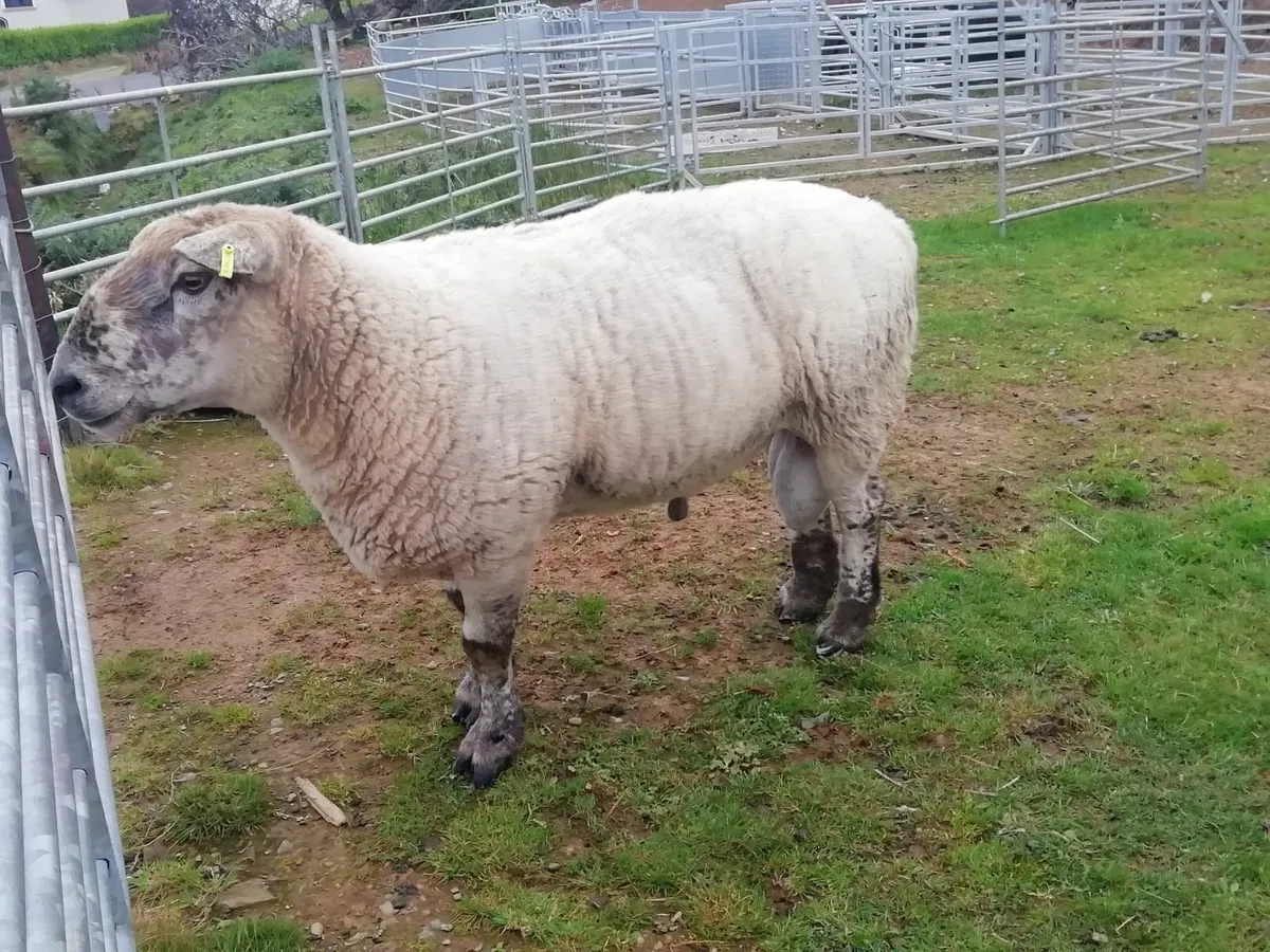 Ram For Sale - Image 2