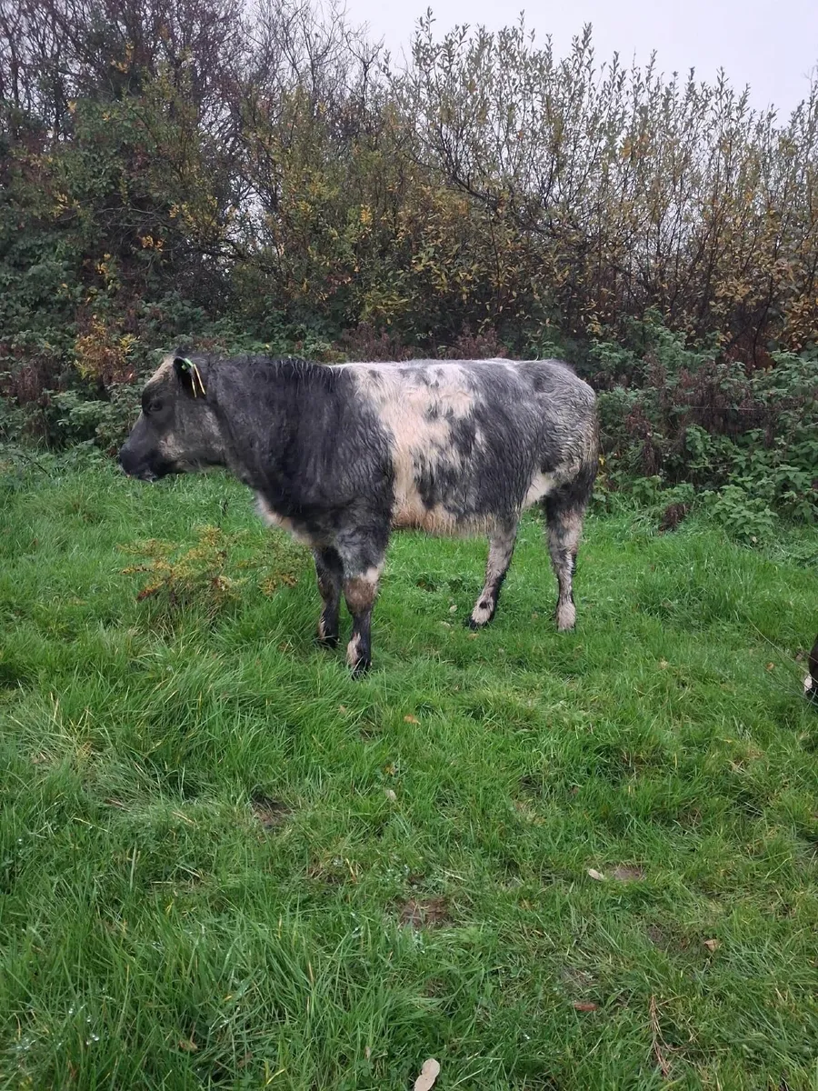 Organic Weanling Heifers - Image 2