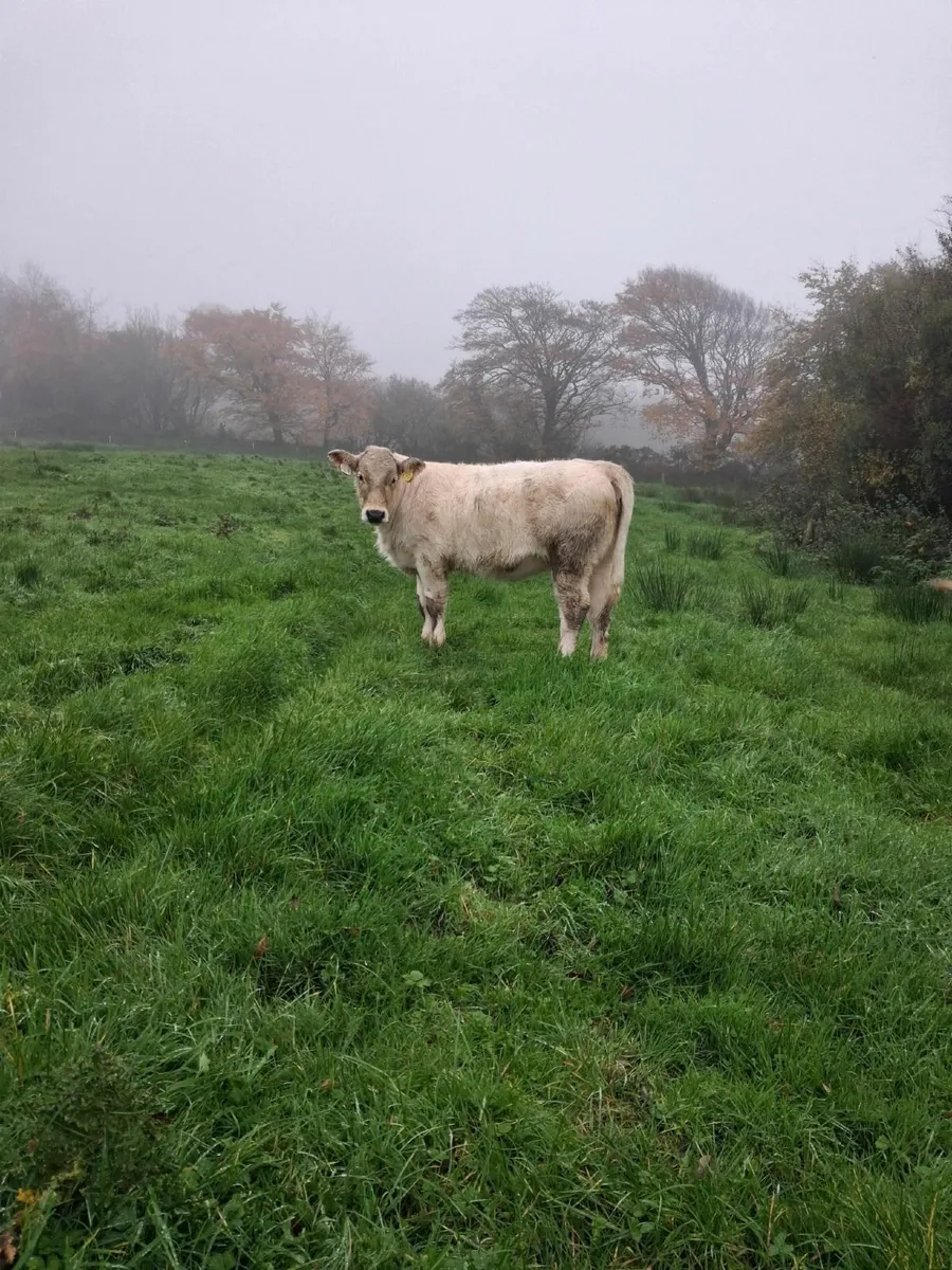 Organic Weanling Heifers - Image 3