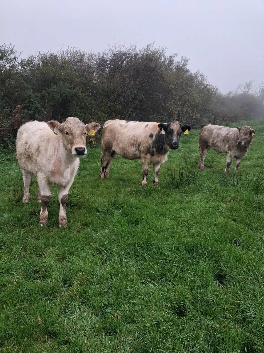 Organic Weanling Heifers - Image 1