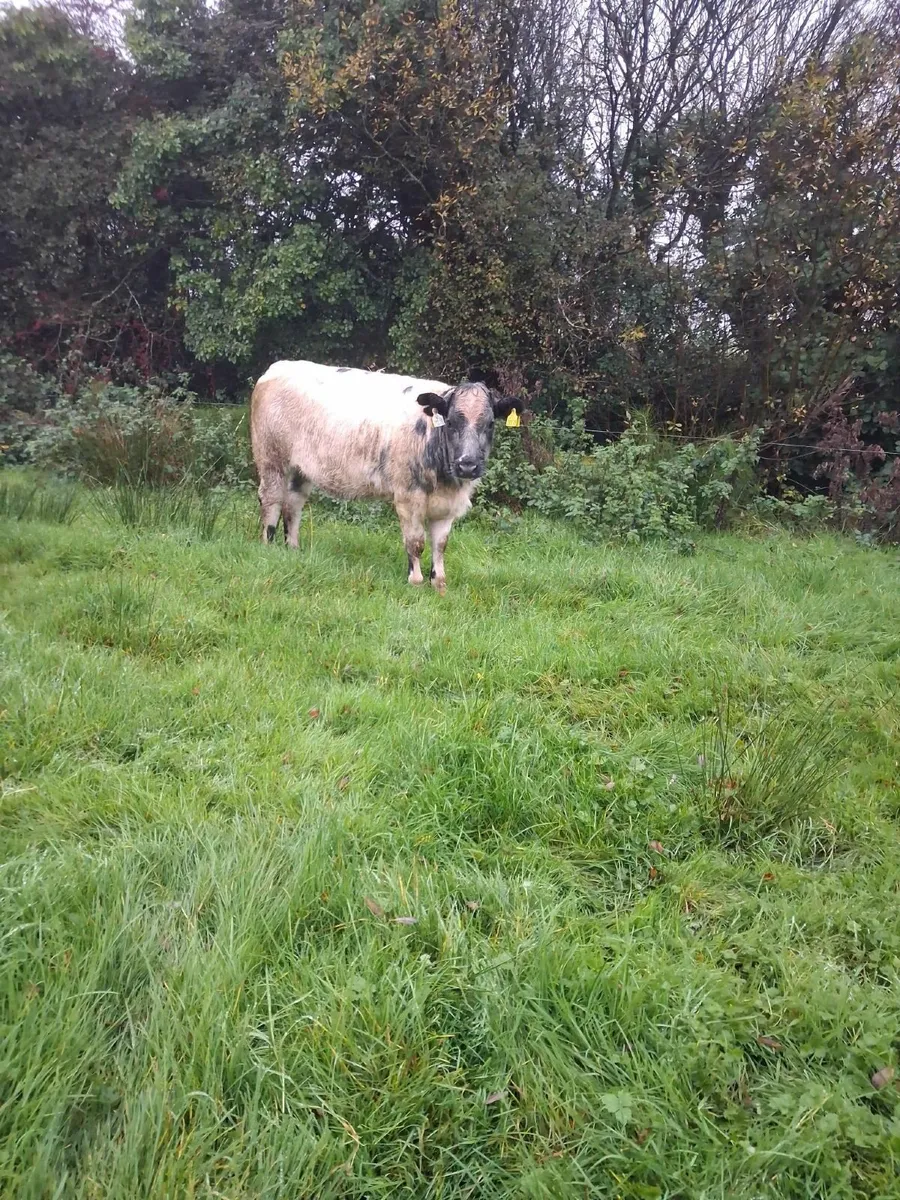 Organic Weanling Heifers - Image 4