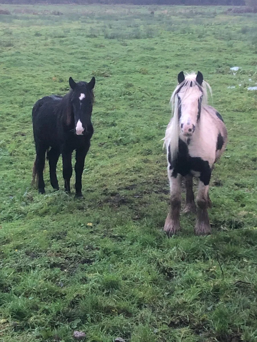 Two Filly’s for Sale - Image 1