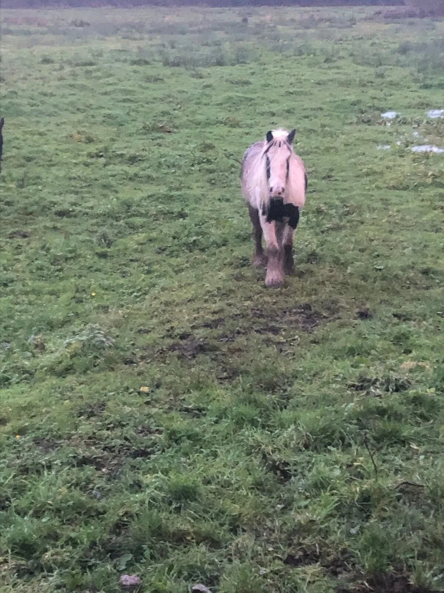 Two Filly’s for Sale - Image 2