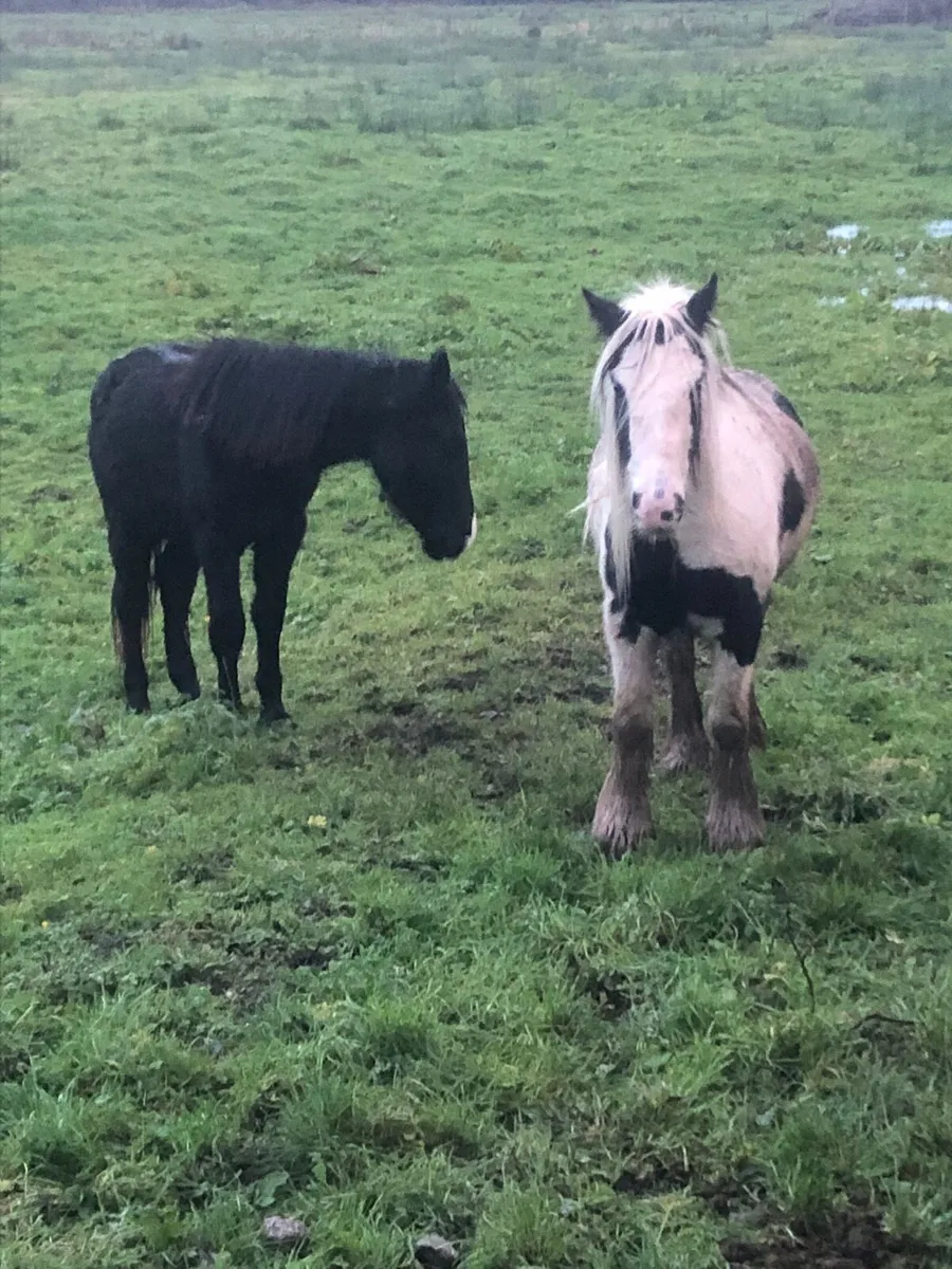 Two Filly’s for Sale - Image 3