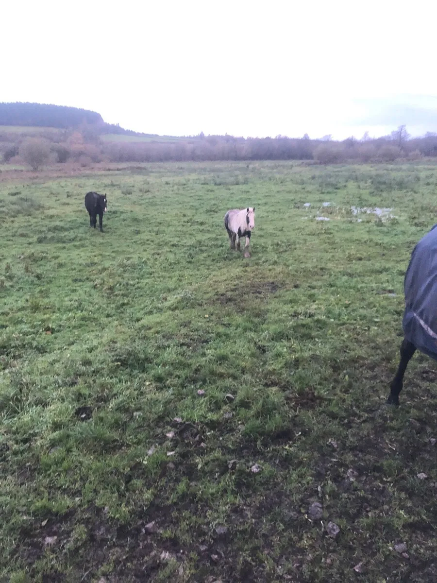 Two Filly’s for Sale - Image 4