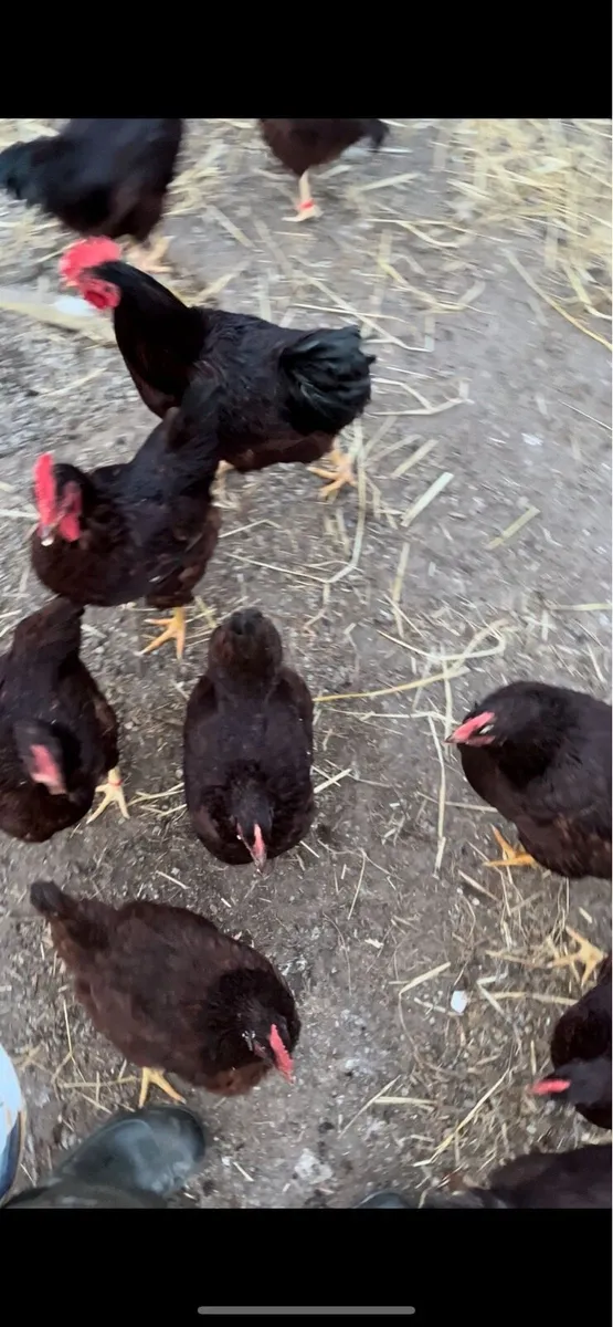 Heritage Rhode Island hens + poultry - Image 2