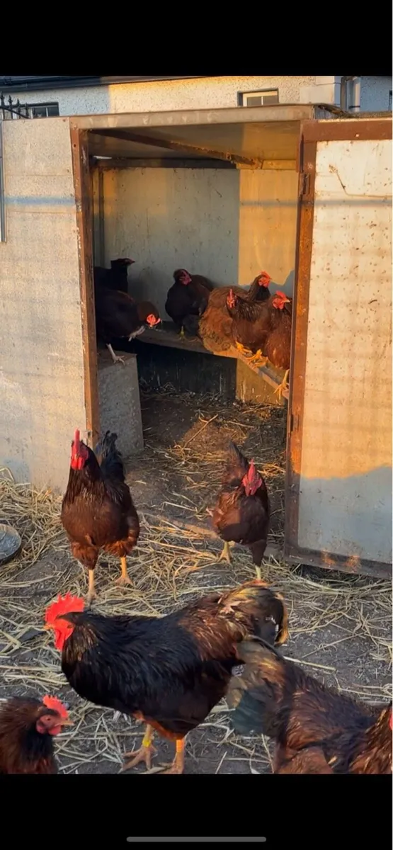 Heritage Rhode Island hens + poultry - Image 1