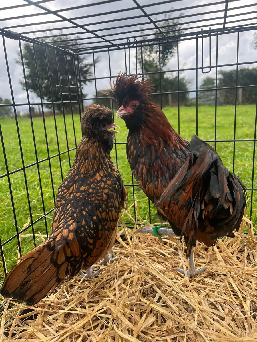 Heritage Rhode Island hens + poultry - Image 4