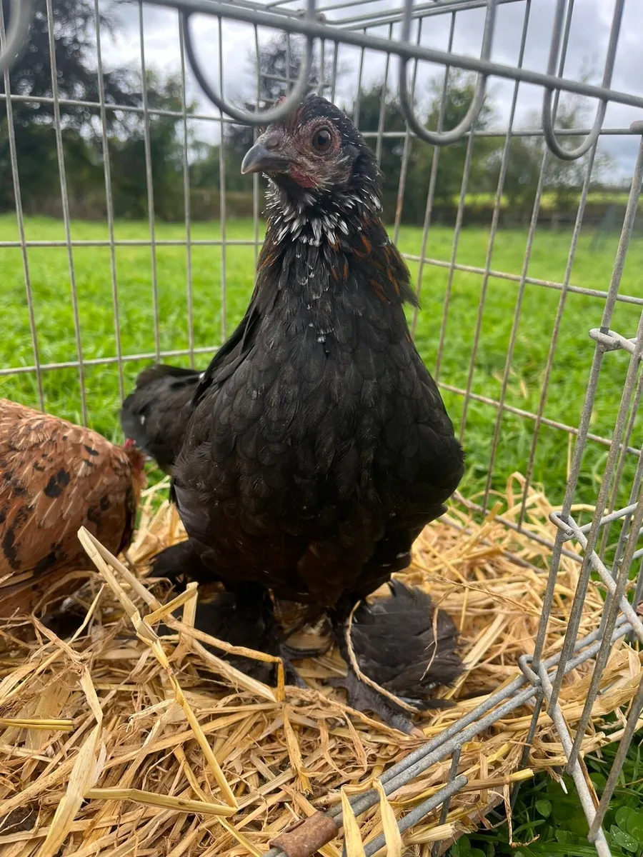 Fertile eggs + poultry - Image 3