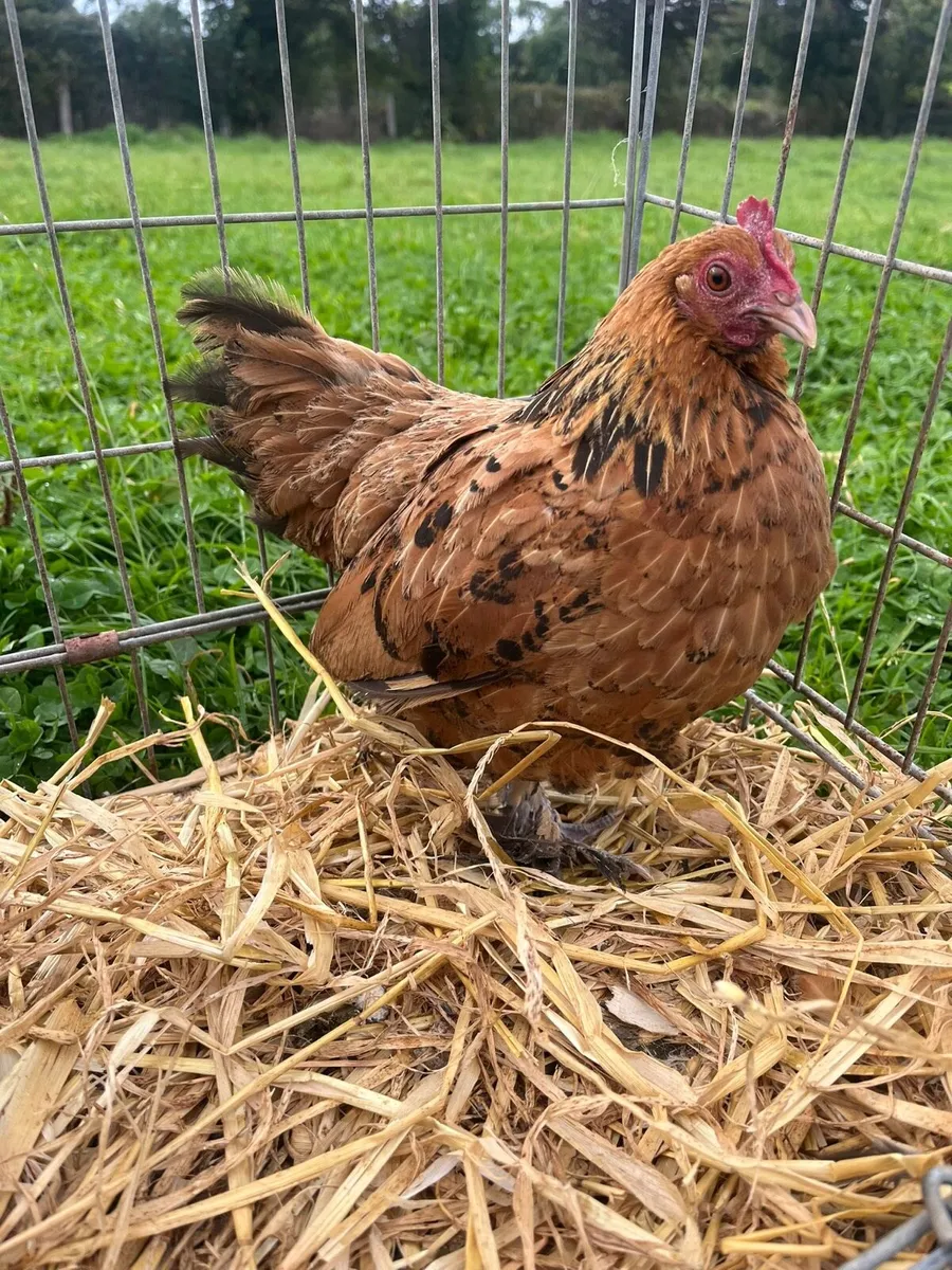 Fertile eggs + poultry - Image 4