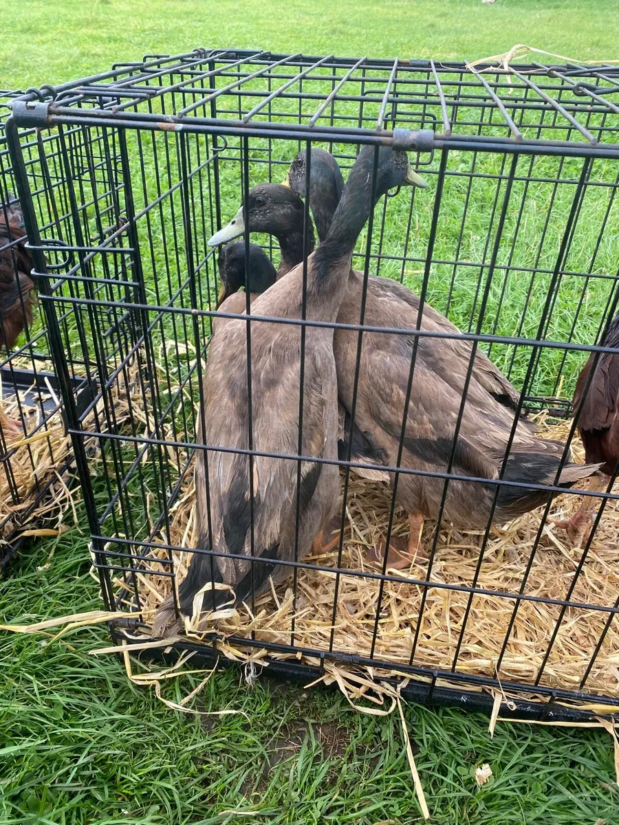 Fertile eggs + poultry - Image 2