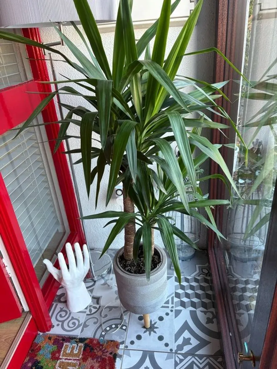 Large healthy plant and pot - Image 1