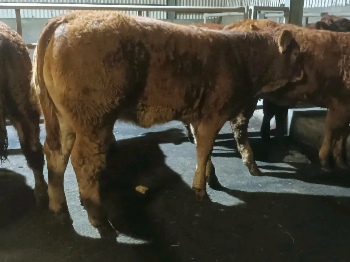 6 Top quality U  grade  LMX  Heifer's for sale - Image 2