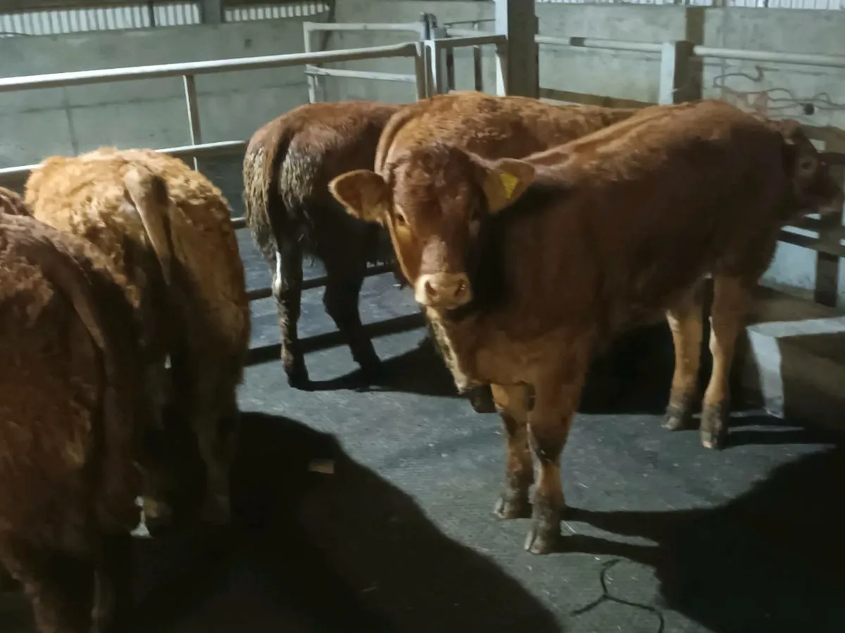 6 Top quality U  grade  LMX  Heifer's for sale - Image 3