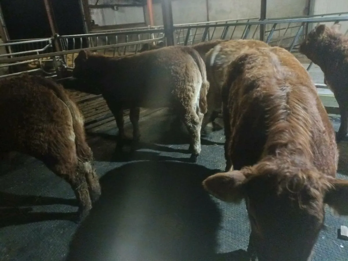 6 Top quality U  grade  LMX  Heifer's for sale - Image 4