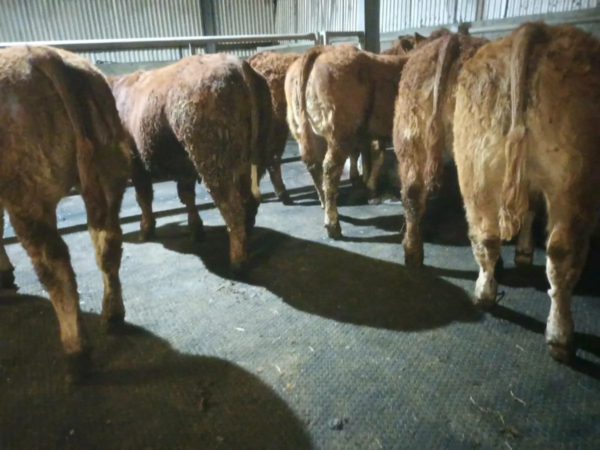 6 Top quality U  grade  LMX  Heifer's for sale - Image 1