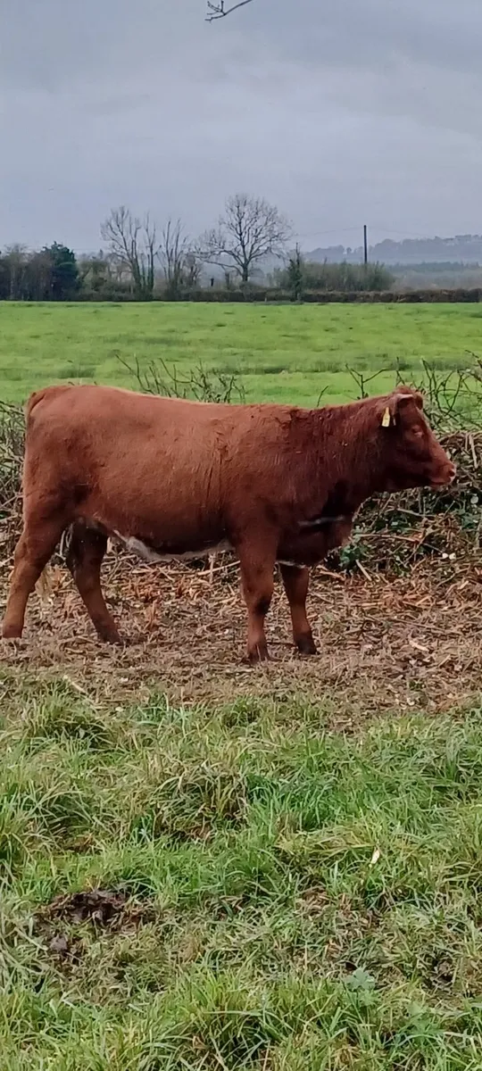 organic heifers - Image 1