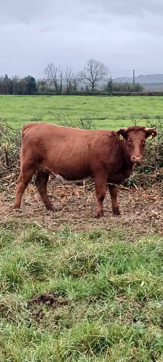 organic heifers - Image 2