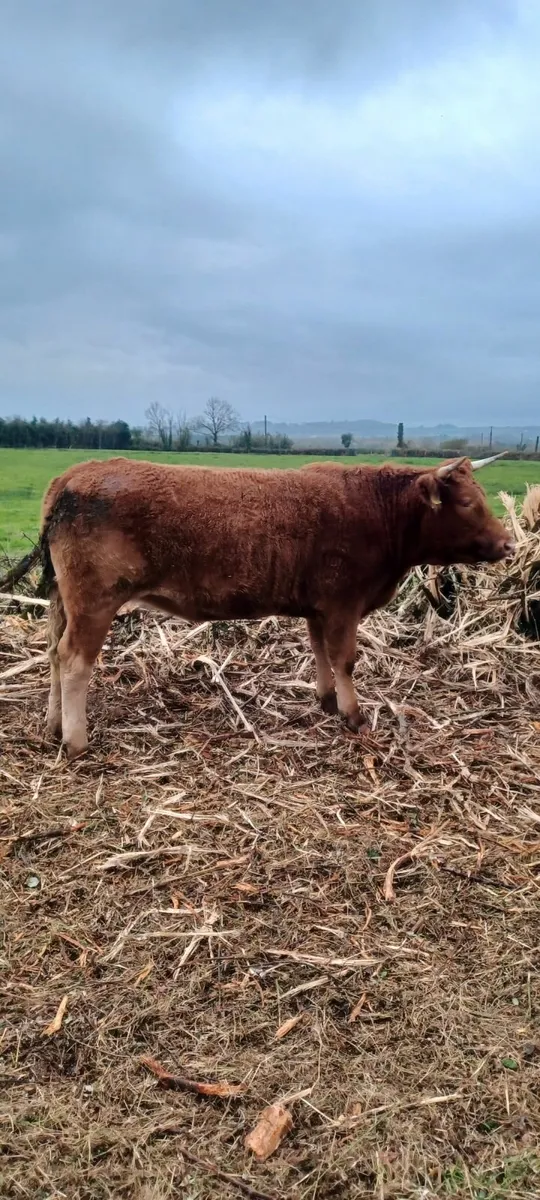 organic heifers - Image 3