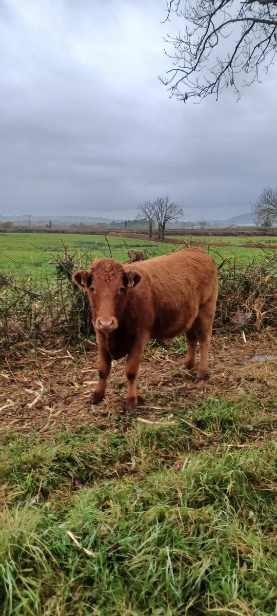 organic heifers - Image 4