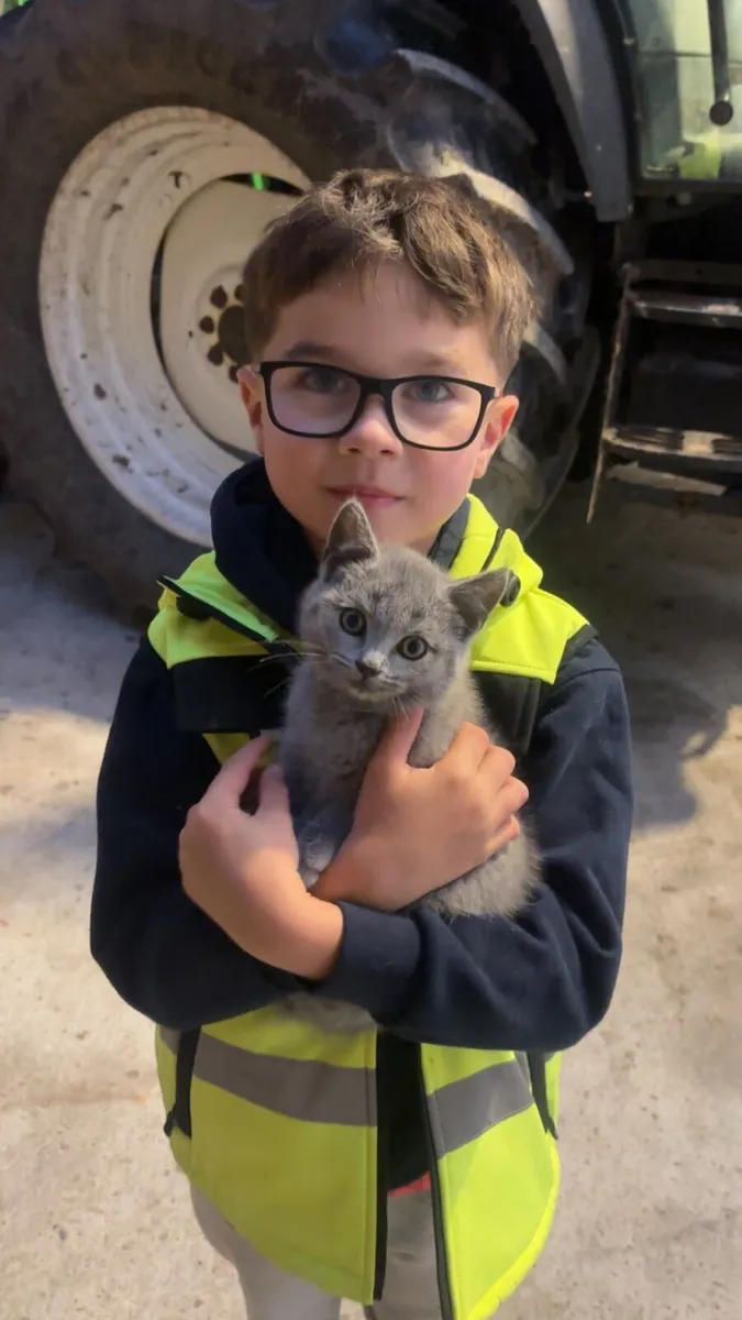 British shorthair kitten - Image 1