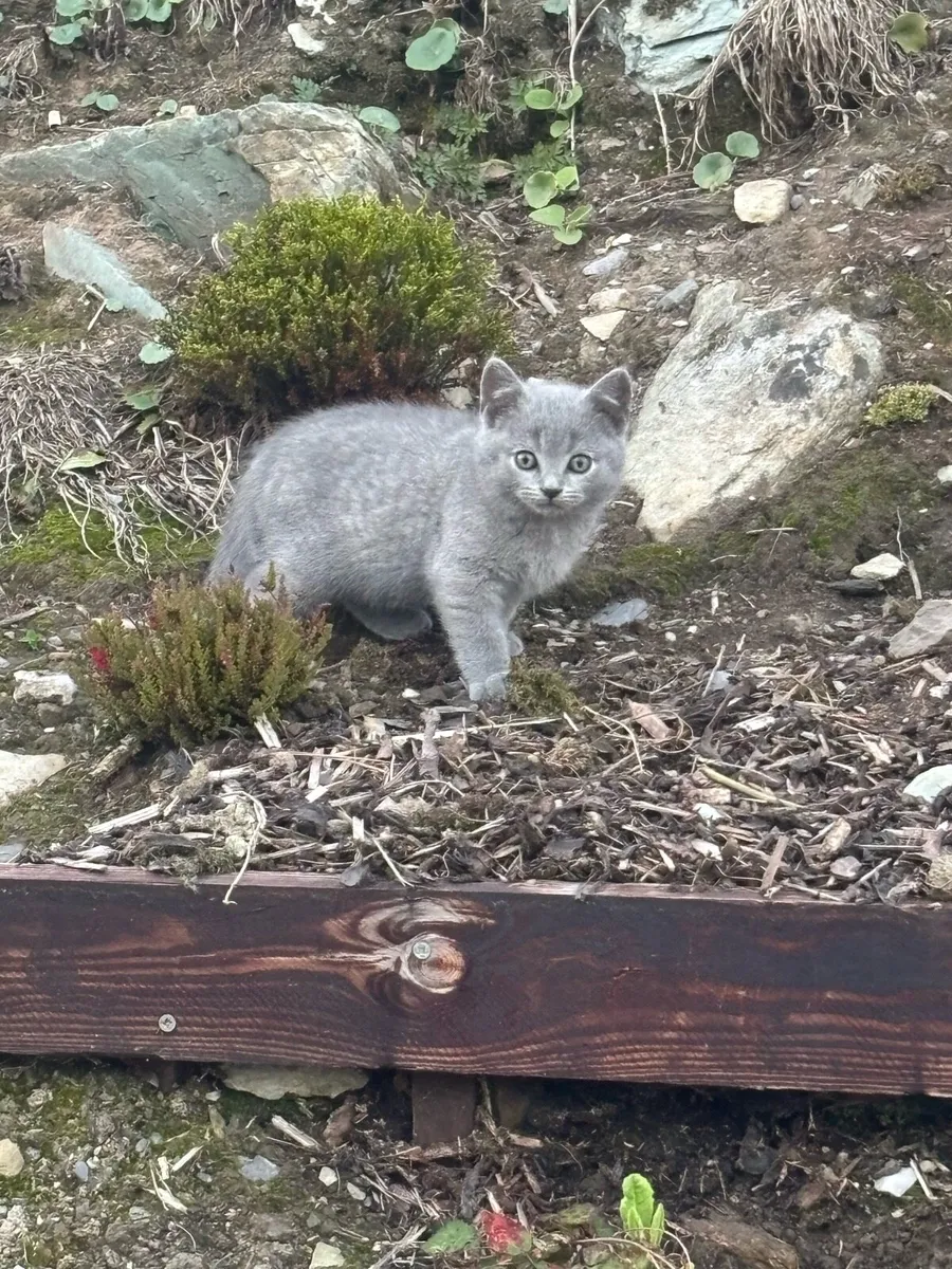 British shorthair kitten - Image 2