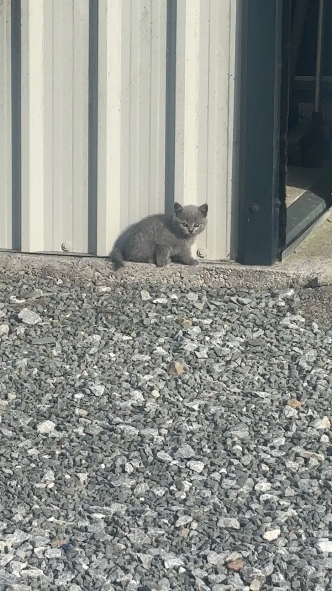 British shorthair kitten - Image 3