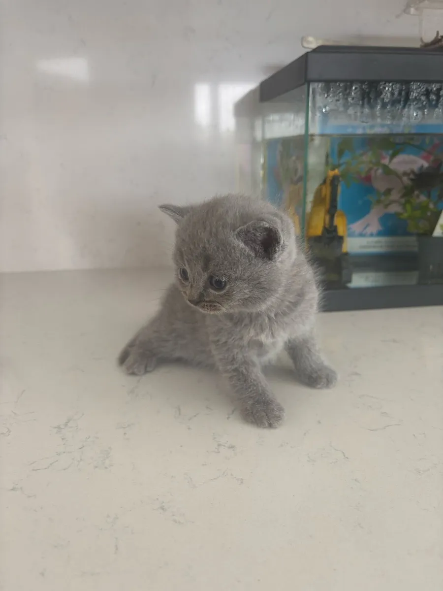 British shorthair kitten - Image 4